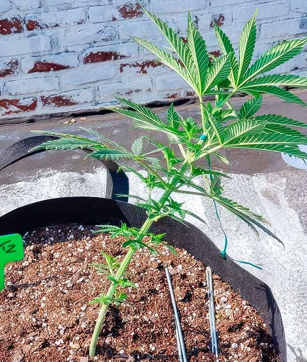 Применение LST и подкормка Куст марихуаны после пересадки
