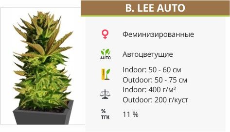 Сорт конопли B. Lee Auto B. Lee Auto от Kannabia Seed Company