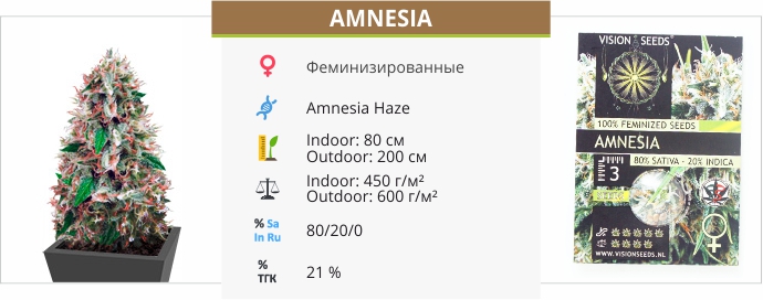 Amnesia