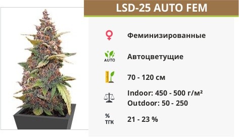 Сорт марихуаны LSD-25 Auto LSD-25 Auto от FastBuds