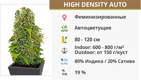 описание сорта High Density описание сорта High Density