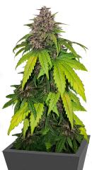Banana Purple Punch Auto RF3 fem (FastBuds)