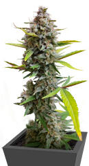 Strawberry Gorilla Auto RF3 fem (FastBuds)