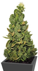 Pineapple Chunk fem (Barney's Farm)