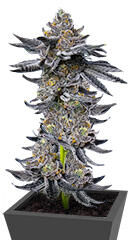 LFG fem (Barney's Farm)