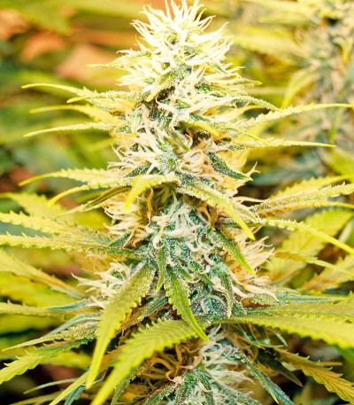 Dedoverde Haze fem семена конопли