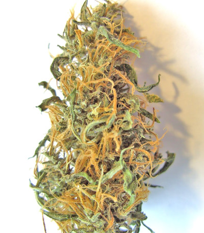 Purple Maroc fem (Female Seeds) семена конопли