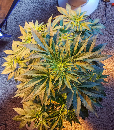 Ultraviolet auto fem (Samsara Seeds) семена конопли