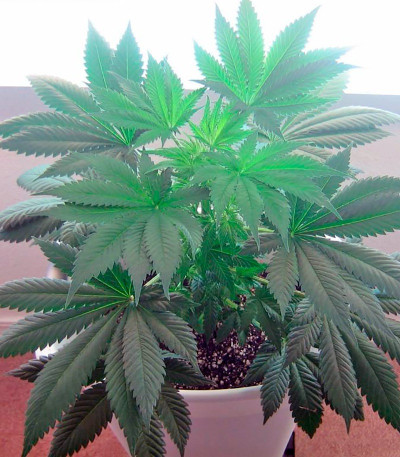 Great White Shark (Green House Seeds) семена конопли