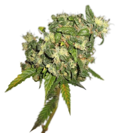 Biddy Early reg (Serious Seeds) семена конопли