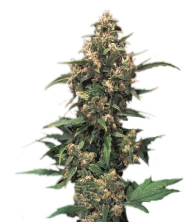 Купить семена конопли Strawberry Cough шишки