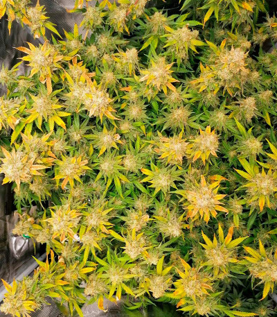 Leisure Zoot Larry fem (Dr. Krippling Seeds) семена конопли