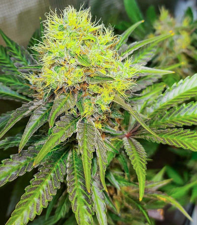 Bruce Banner # fem (AlphaFem Seeds) семена конопли