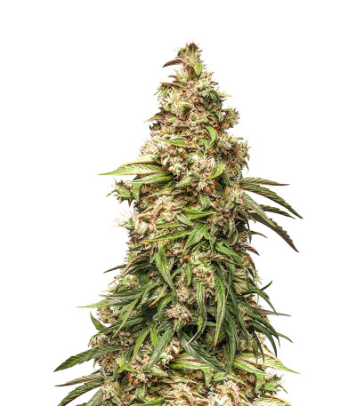 CBD Auto Charlotte’s Angel fem (Dutch Passion) семена каннабиса