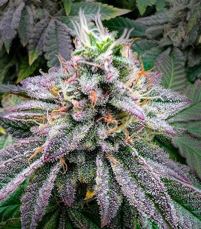 Mandarin Cookies R3 fem (Ethos Genetics) семена конопли