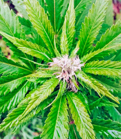 Lemon Thai Kush reg семена конопли