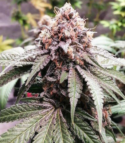 Cafe Racer (Blimburn Seeds) семена конопли