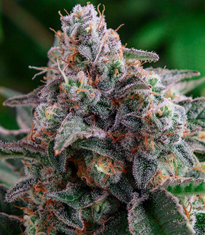 King's Juice(Green House Seeds) семена конопли