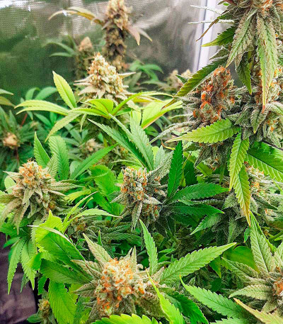 Auto Critical Lemon CBD (Advanced Seeds) семена конопли