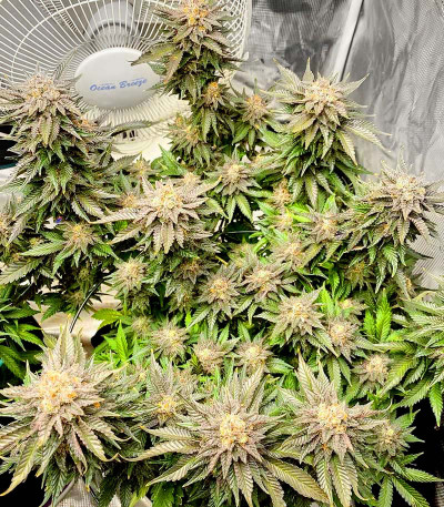 Girl Scout Cookies fem семена конопли