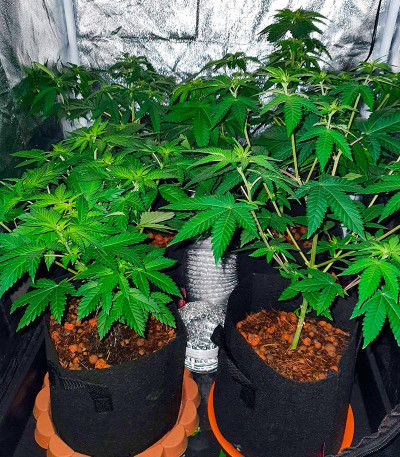 Sherbert Gorilla fem (Dr. Krippling Seeds) семена конопли