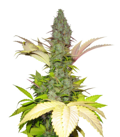 White Widow reg (Nirvana Seeds) семена конопли