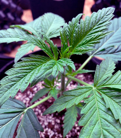 Семена сорта Chemical Bride fem (Green House Seeds)