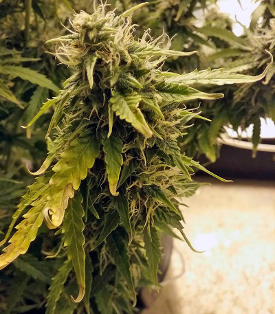 + Speed Auto fem (Sweet Seeds) семена конопли