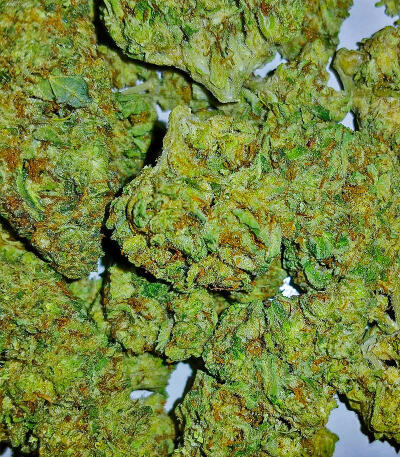 Ghost Train Haze fem (Seedkeepers) семена конопли