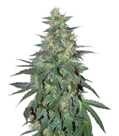 South African Kwazulu fem (World of Seeds) семена конопли