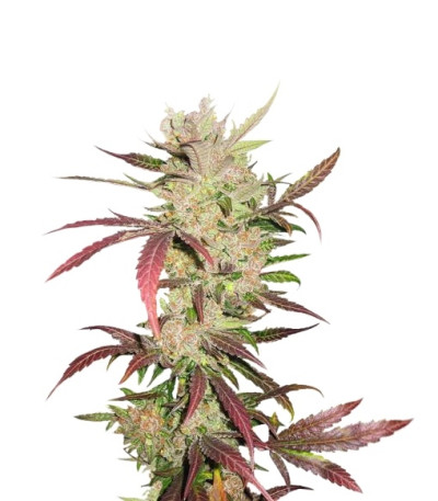 Семена Masterkush шишки