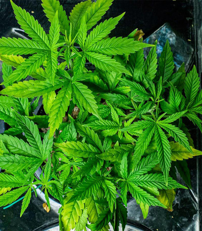 HulkBerry Automatic fem (RQS) семена конопли