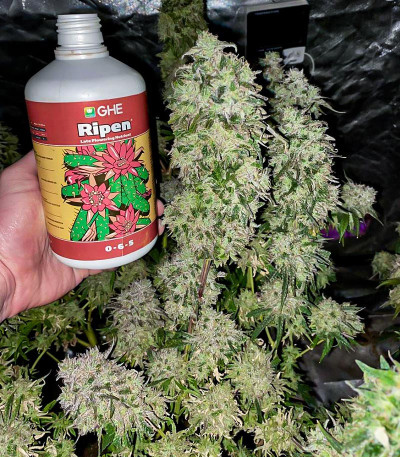 Fruit Gum fem (UKHTA420) семена конопли