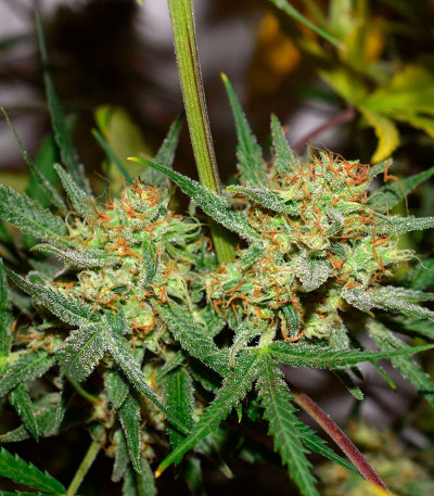 Cookies auto fem FastBuds семена конопли