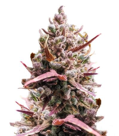 Banana Guava Auto RF3 fem (FastBuds) семена конопли