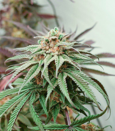 Mimosa Evo fem (Barneys Farm) семена конопли