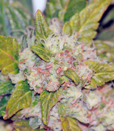 Fast Bud Auto fem (Sweet Seeds) семена конопли
