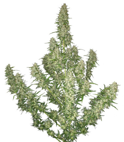 Buddha Magnum auto fem семена конопли