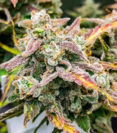 Bubble Gummy Auto fem (Ethos Genetics) семена конопли