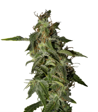 Afgooey fem (Strain Hunters) семена конопли