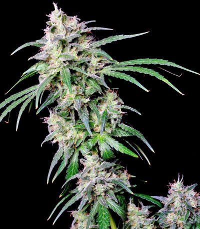 Crystal Candy fem (Sweet Seeds) семена конопли