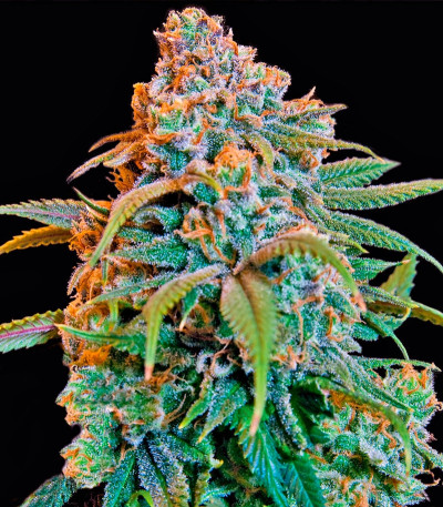 Liberty Haze fem (Barney's Farm) семена конопли