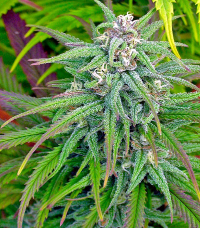 Biddy Early reg (Serious Seeds) семена конопли