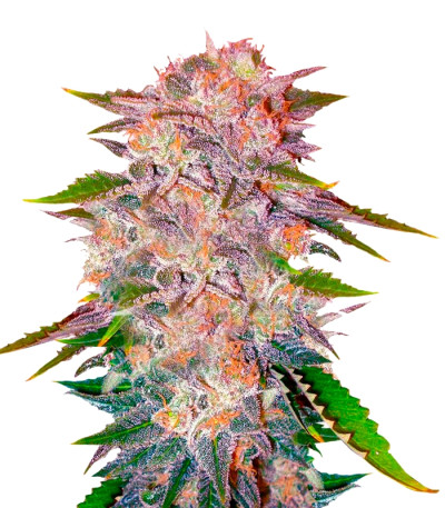 Caramelo fem (Delicious Seeds) семена конопли