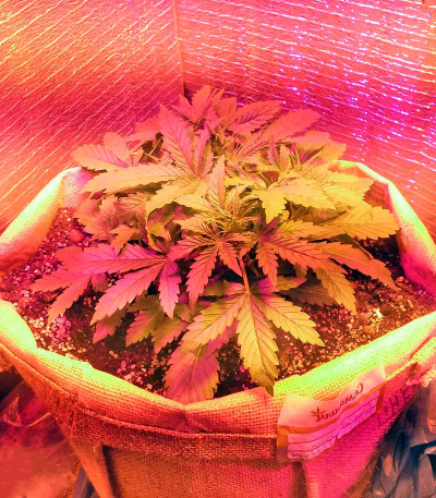 Colombian Gold Ryder Auto fem (Sweet Coffee Ryder auto) семена конопли