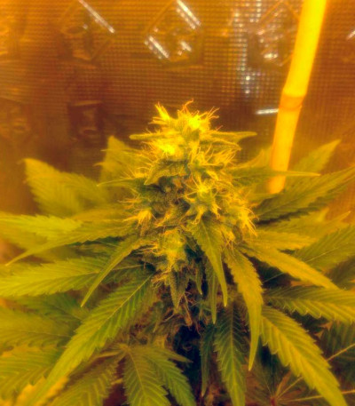 Cream Mandarine F1 Fast Version fem (Sweet Seeds) семена конопли