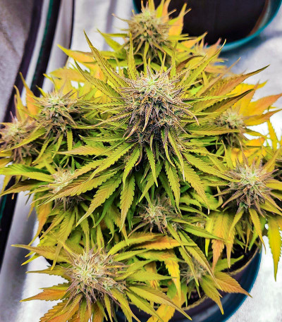 Amnesia Zkittlez Auto fem (FastBuds) семена конопли