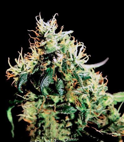 NL5 Haze Mist fem семена конопли