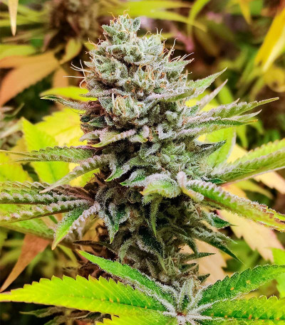 Persian Pie fem (Green House Seeds) семена конопли
