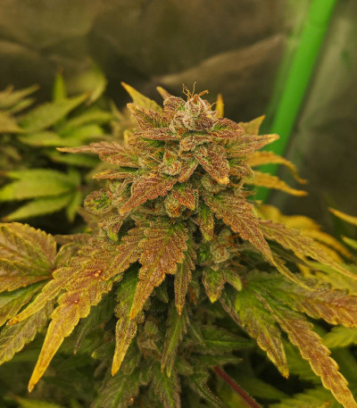 Zkittlez Auto fem (FastBuds) семена конопли